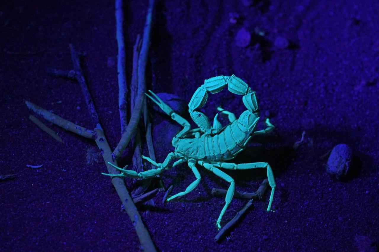 The Desert Grace Solitaire Zewnętrze zdjęcie